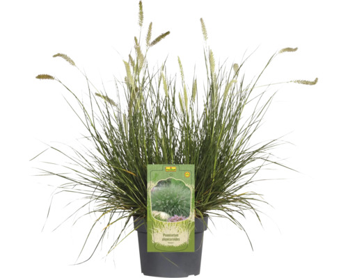 Pennisetum Alopecuroides im Topf