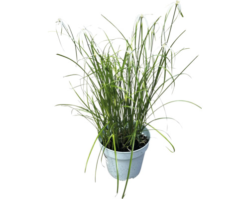 Zypergras in Topf