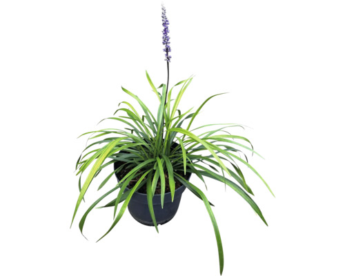 Liriope Muscari Pflanze in einem Topf
