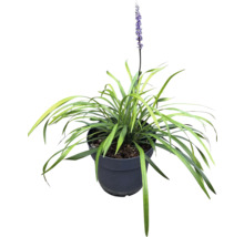 Liriope Gras mit Blüte im Topf