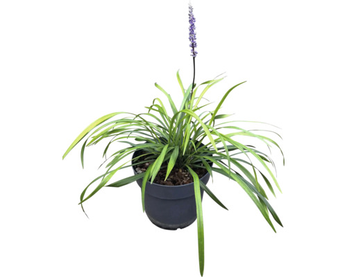 Liriope Gras mit Blüte im Topf