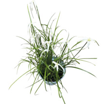 Korbblütler im Topf