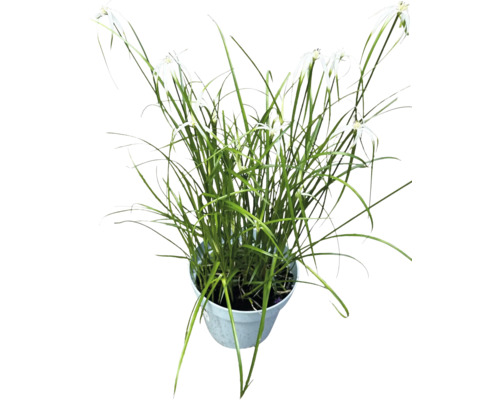 Hainsimsen-Art in Pflanztopf