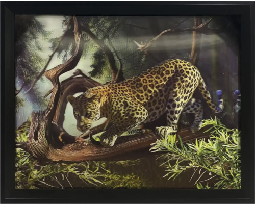 Gerahmtes Bild eines Leoparden auf einem Baumstamm