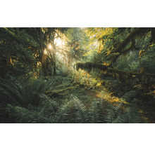 Lichter Wald mit Farnen und von Moos bewachsenen Bäumen
