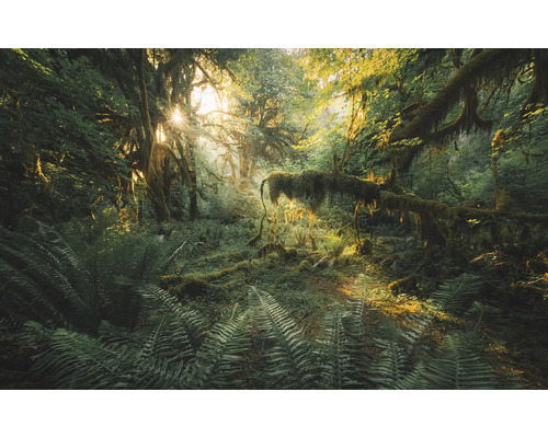 Lichter Wald mit Farnen und von Moos bewachsenen Bäumen