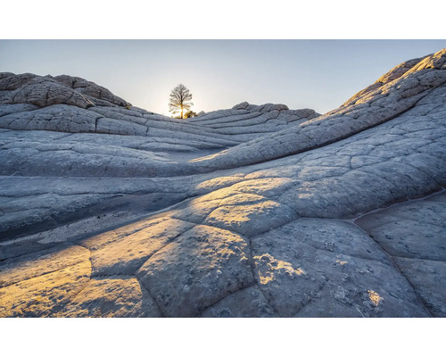 Fototapete Vlies PSH104-VD4 Elephant Skin 4-tlg. 400 x 250 cm Landschaft mit Baum und Felsen