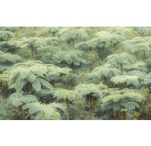 Dichte Vegetation mit Baumfarnen im Wald