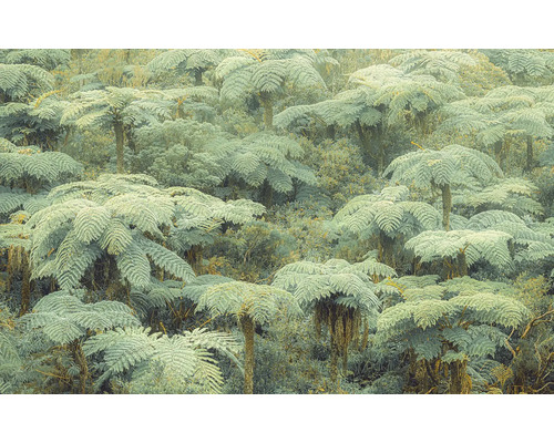 Dichte Vegetation mit Baumfarnen im Wald