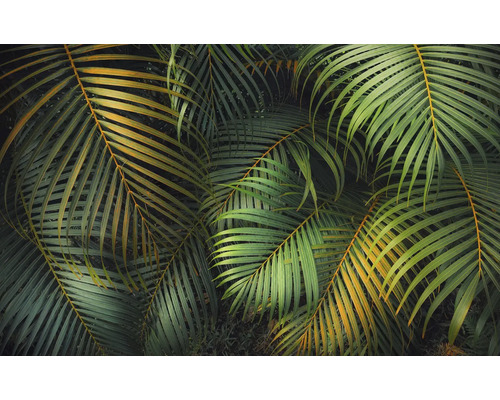 Nahaufnahme von tropischen Palmenblättern.