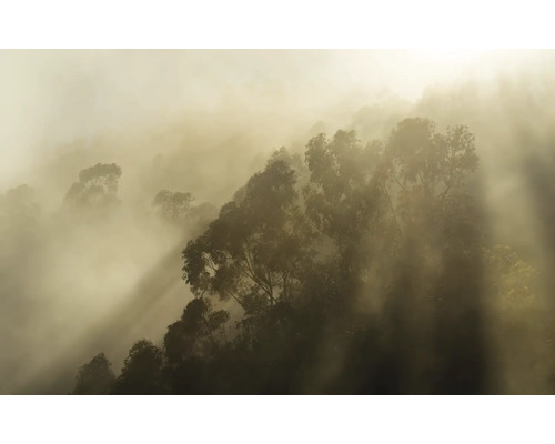 Fototapete Vlies PSH113-VD4 Foggy Sunshine 4-tlg. 400 x 250 cm Nebelverhangene Landschaft mit Bäumen