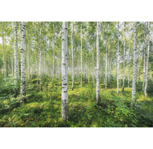 Birkenwald mit grüner Vegetation