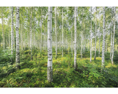 Birkenwald mit grüner Vegetation