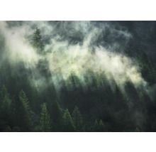Nebel liegt über einem Wald aus Nadelbäumen.
