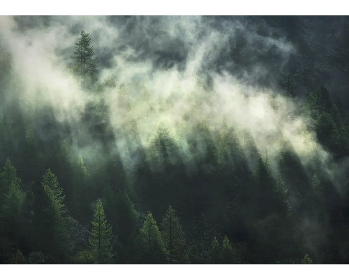 Nebel liegt über einem Wald aus Nadelbäumen.