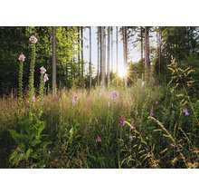 Waldszene mit blühenden Fingerhüten und hoch aufragenden Bäumen im Sonnenlicht