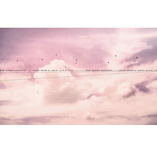 Viele Vögel sitzen auf einer Stromleitung vor einem bewölkten Himmel.