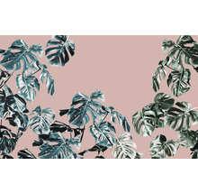 Monstera-Blätter vor einemfarbigen Hintergrund.
