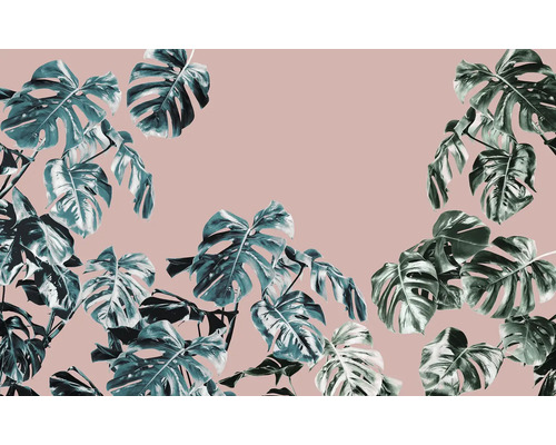 Monstera-Blätter vor einemfarbigen Hintergrund.