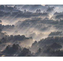 Blick auf einen Wald im Nebel mit einfallendem Sonnenlicht