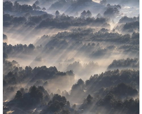 Blick auf einen Wald im Nebel mit einfallendem Sonnenlicht