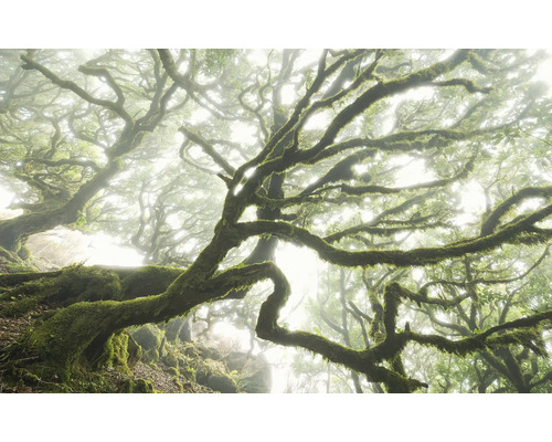 Nebliger Wald mit moosbewachsenen Bäumen