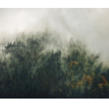 Blick auf einen bewaldeten Berghang im Nebel