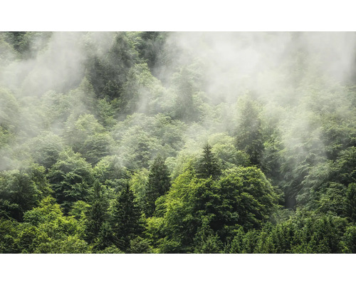 Wald mit Nebel