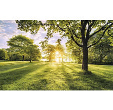 Lichter Rasen mit Bäumen und Sonnenschein