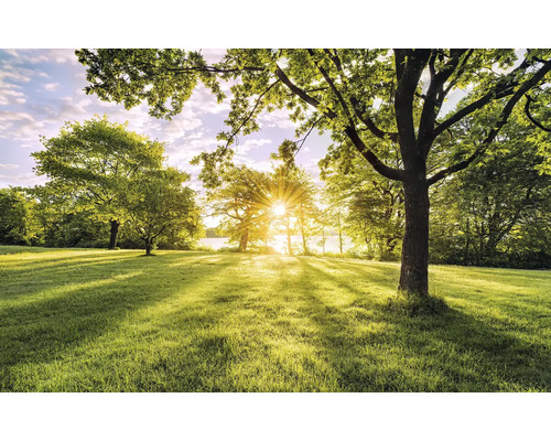 Lichter Rasen mit Bäumen und Sonnenschein