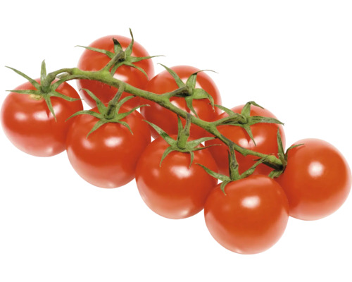 Strauchtomaten