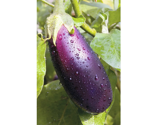 Aubergine mit Wassertropfen auf Pflanze