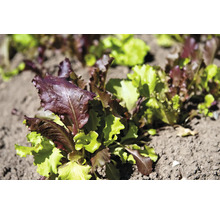 Jungpflanzen von Pflücksalat im Beet