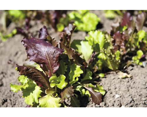 Jungpflanzen von Pflücksalat im Beet