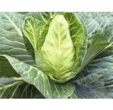 Kopfkohl im Gartenbeet