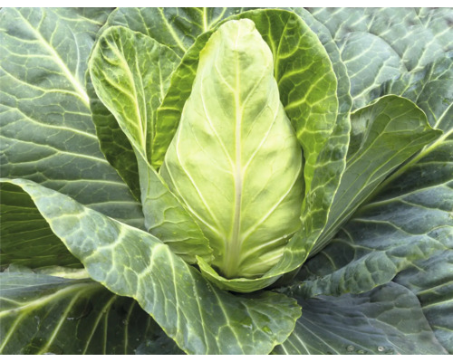 Kopfkohl im Gartenbeet