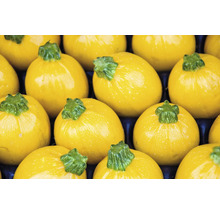 Gelbe runde Zucchini im Detail