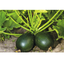 Zwei Zucchini auf dem Feld