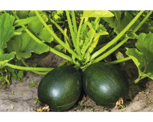 Zwei Zucchini auf dem Feld