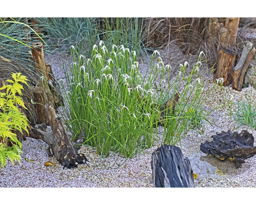 Szene mit Gartenpflanzen, Steinen und Baumstämmen