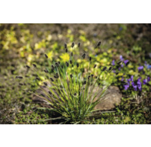 Büschel aus Grasnelken im Garten