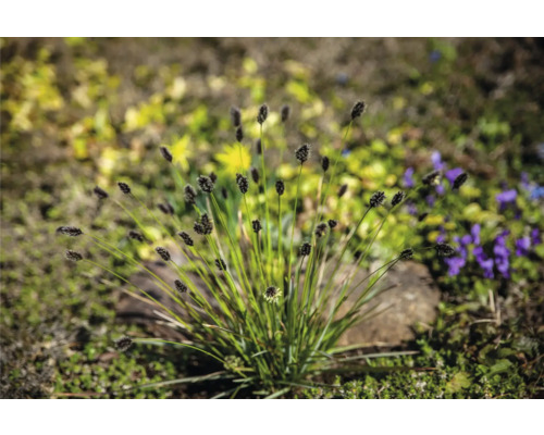 Büschel aus Grasnelken im Garten