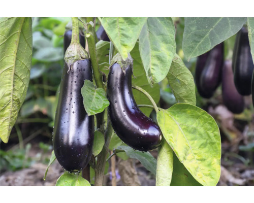 Türkische Aubergine FloraSelf Ø 10,5 cm Topf, Veggie easy going, sehr robuste Sorte Nahaufnahme von Auberginenpflanzen mit reifen Früchten