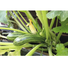 Nahaufnahme von Zucchini im Gartenbeet mit Blättern und gelben Blüten.