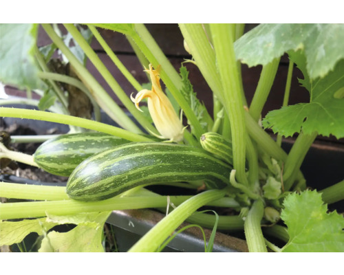 Nahaufnahme von Zucchini im Gartenbeet mit Blättern und gelben Blüten.