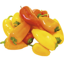 Verschiedenfarbige Mini-Paprika
