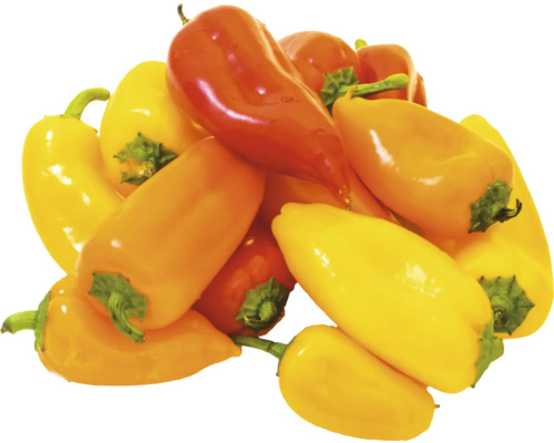 Verschiedenfarbige Mini-Paprika