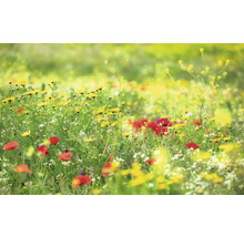 Blumenwiese mit gelben und roten Blüten