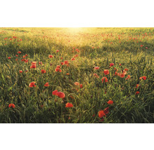 Mohnblumenfeld bei Sonnenaufgang