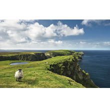 Landschaft mit Schaf auf grüner Klippe am Meer